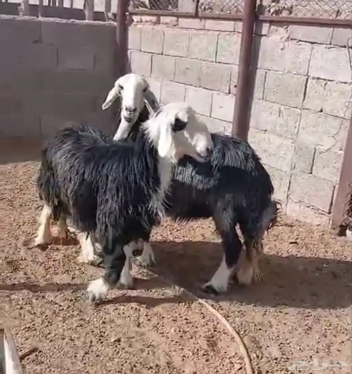 نعاج نجد 4