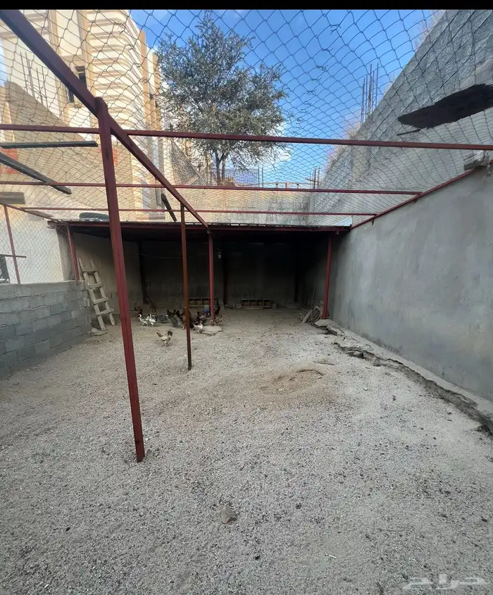 دجاج بلدي للبيع 1
