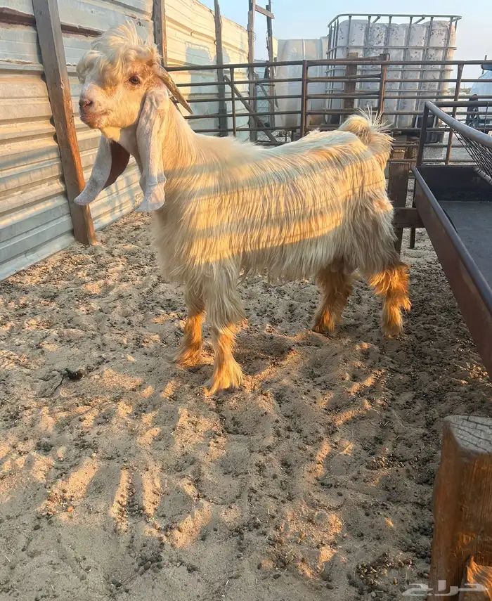 صخل كريمي مشروع فحل .. تم البيع تم 0