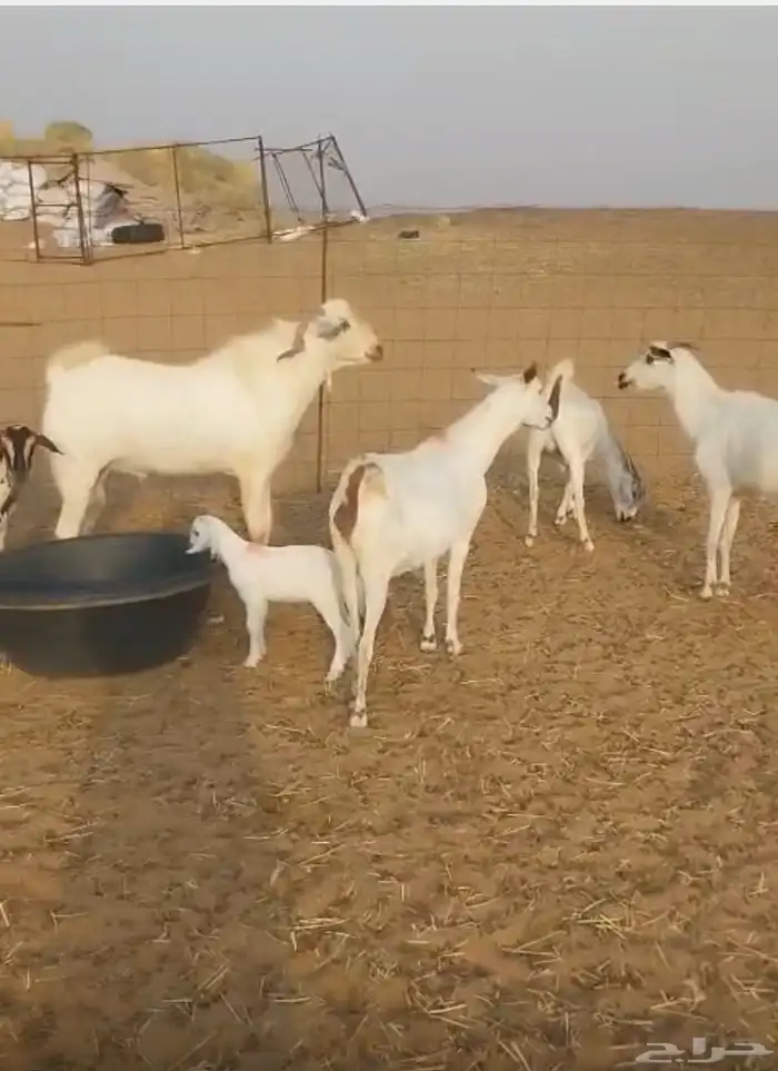 ماعز مقاني للبيع 0