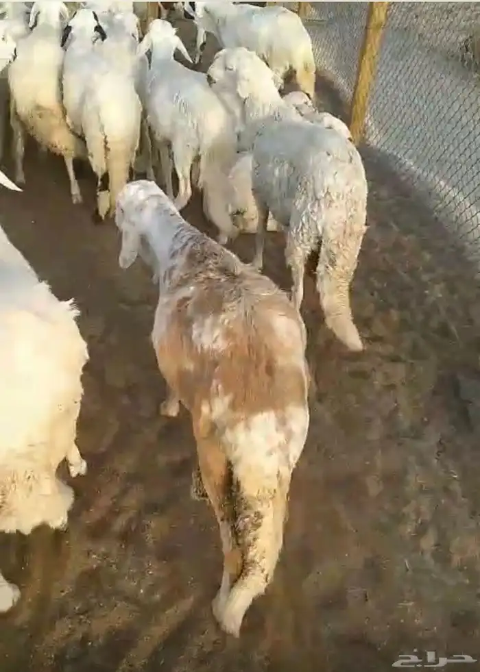 سواكن للبيع 4
