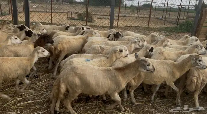 رخال رفيدي من 580 1