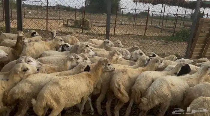 رخال رفيدي من 580 3