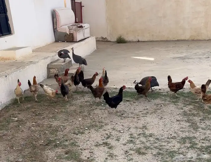 دجاج بلدي للبيع 0
