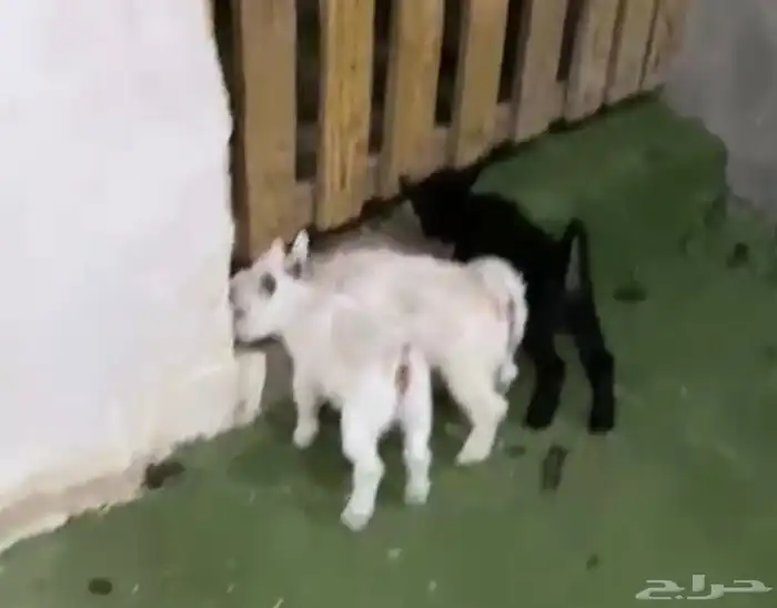 جفرات قزم بعمر شهرين 3