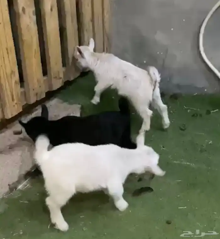 جفرات قزم بعمر شهرين 2