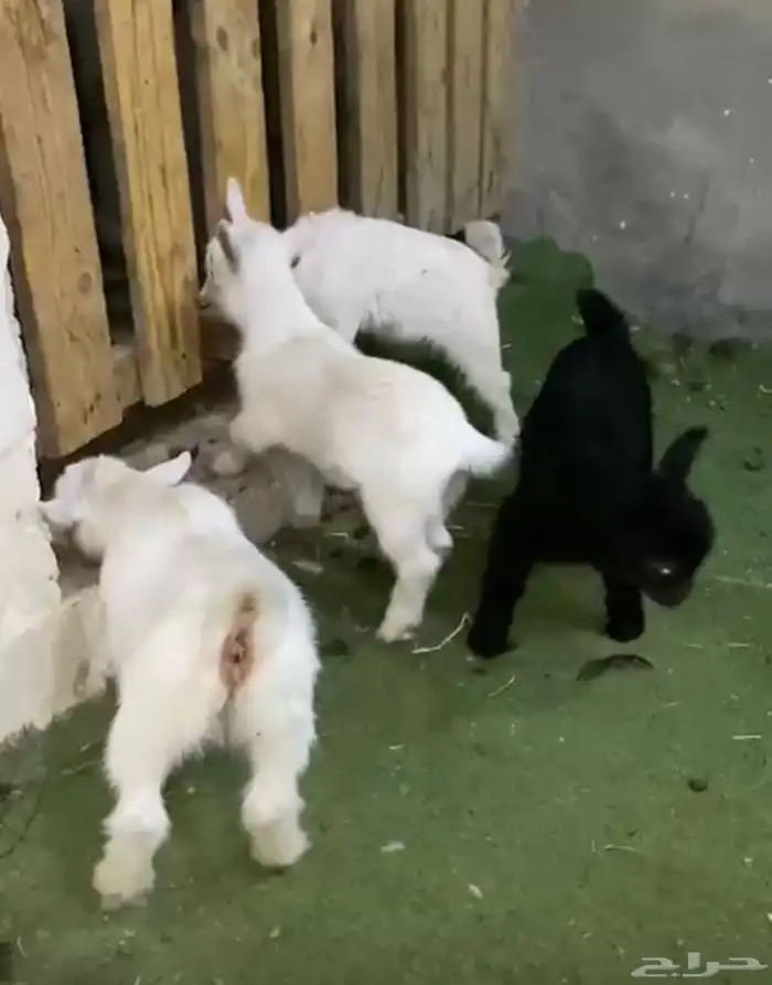 جفرات قزم بعمر شهرين 0