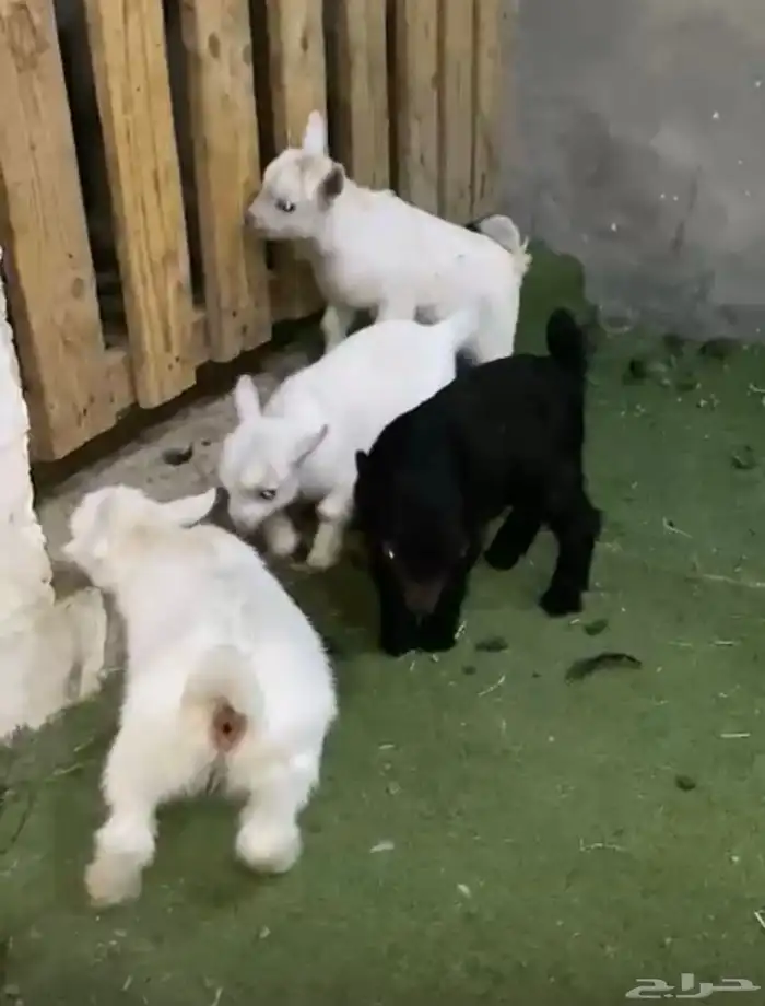 جفرات قزم بعمر شهرين 1