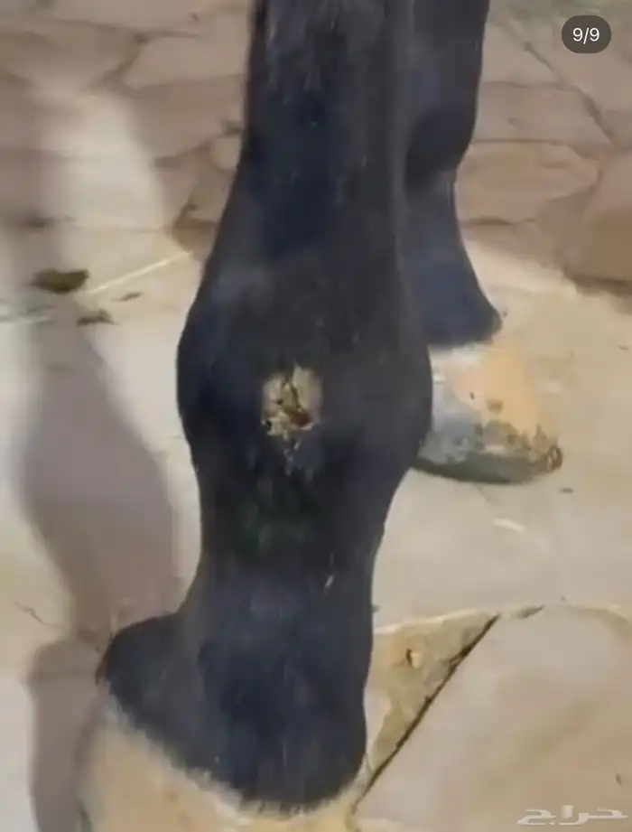 مهره واهو 1