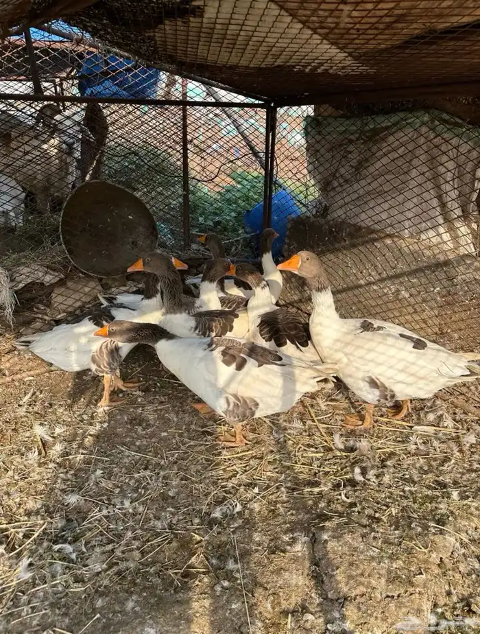 محايل عسير 0