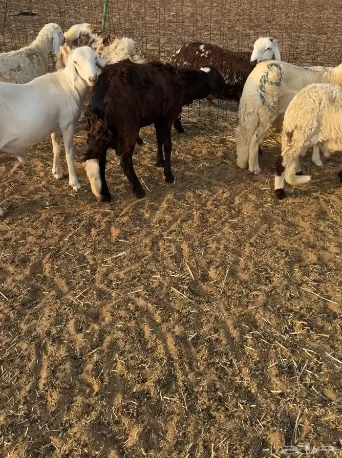 ذبايح سواكني مرابي 3