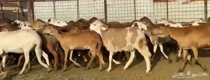 المراح السواكن للي يبي الزين وصغار السن 8