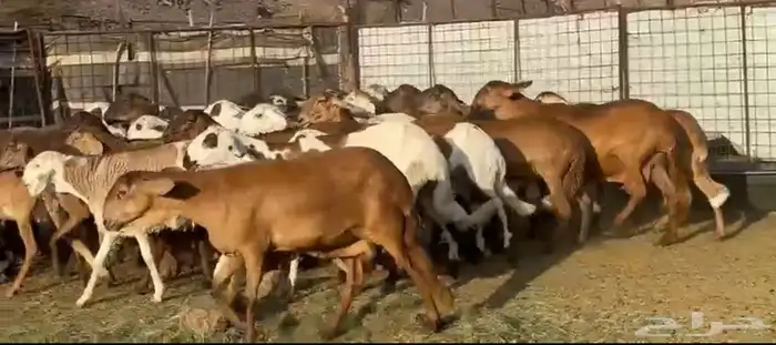 المراح السواكن للي يبي الزين وصغار السن 1