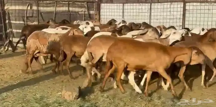 المراح السواكن للي يبي الزين وصغار السن 6