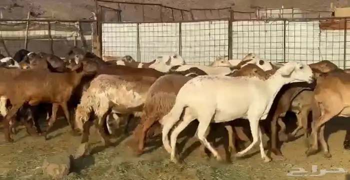المراح السواكن للي يبي الزين وصغار السن 9