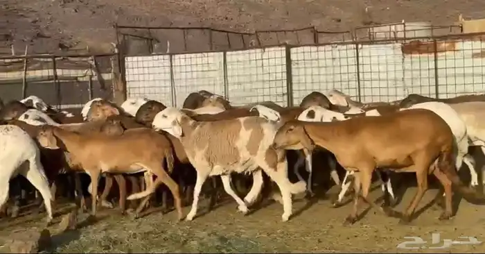المراح السواكن للي يبي الزين وصغار السن 4