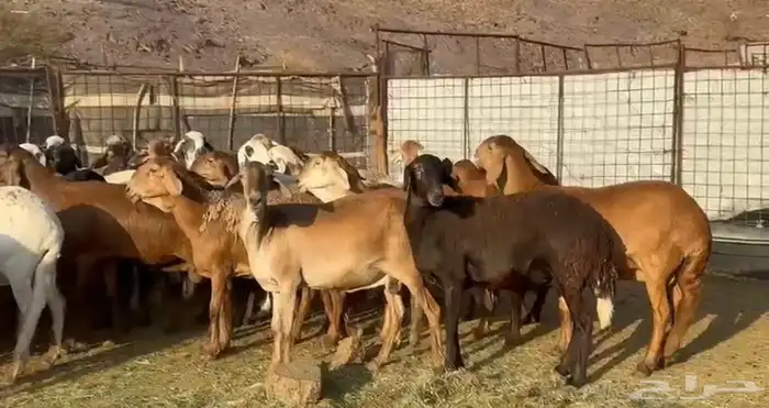 المراح السواكن للي يبي الزين وصغار السن 10