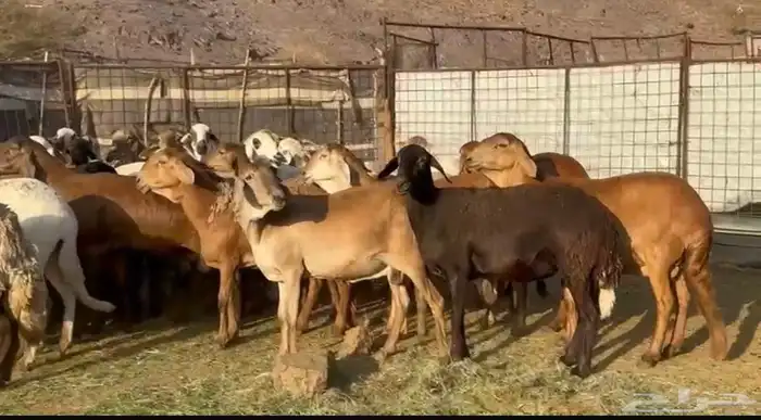 المراح السواكن للي يبي الزين وصغار السن 3