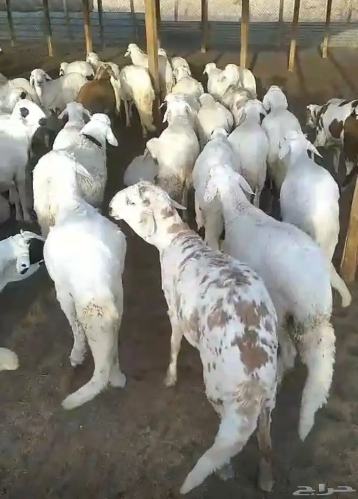 سواكن للبيع 3