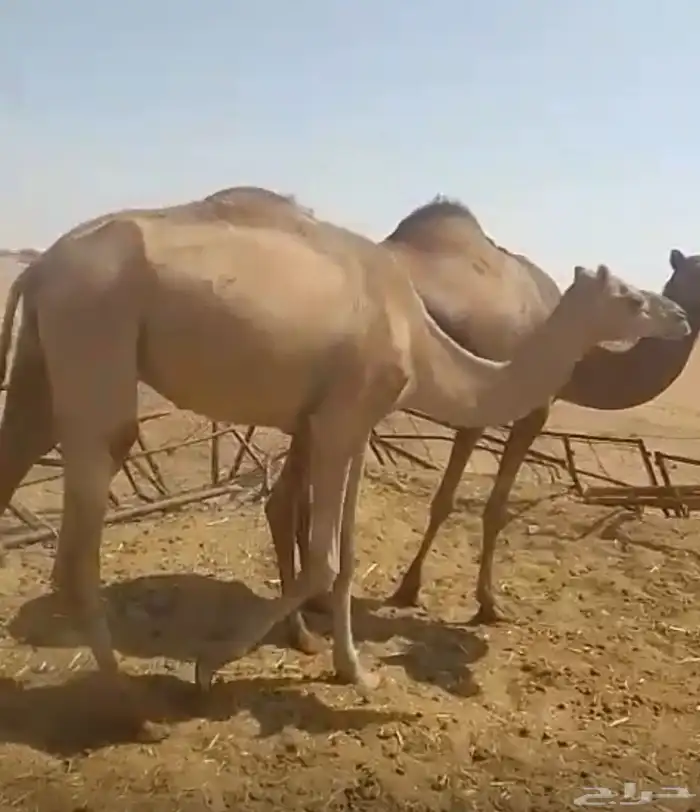 بنت ذيبان السبهان 0