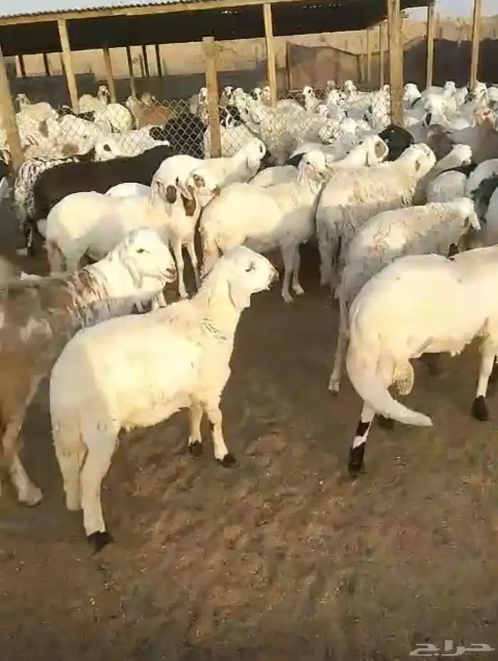 سواكن للبيع 2