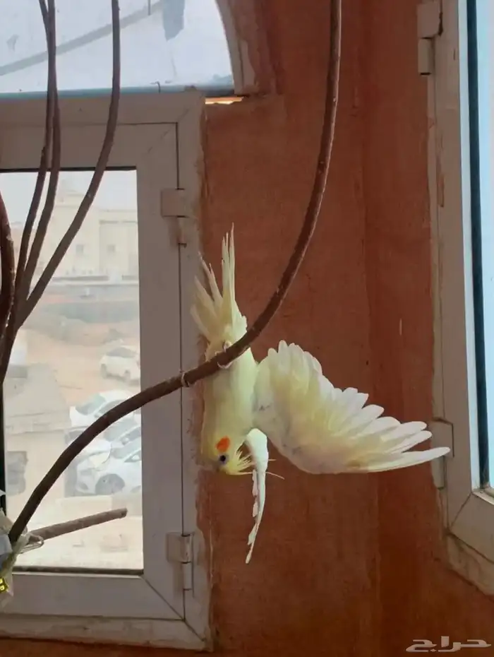 زواج كروان منتج بسم ما شاء الله مكينه انتاج 2