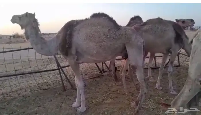بنت مهاجر الشيبه 1