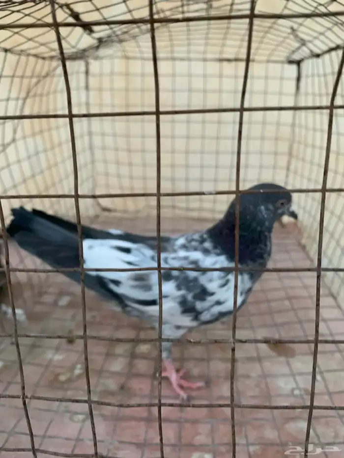 للبيع حمام باكستاني 9