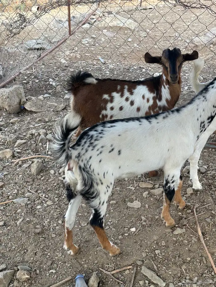 ذبايح للبيع 2