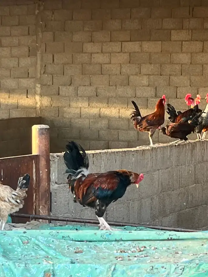 للبيع ديكه 4