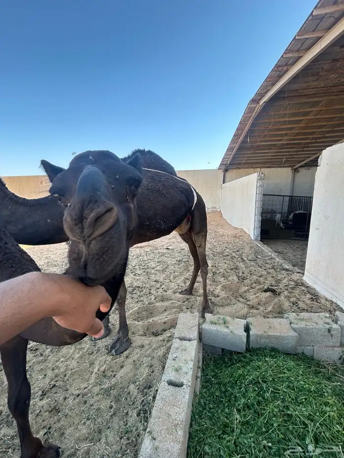 قعود مجهم 8