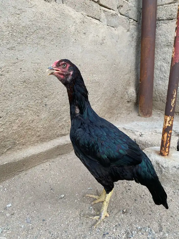 دجاجه سنديه 0
