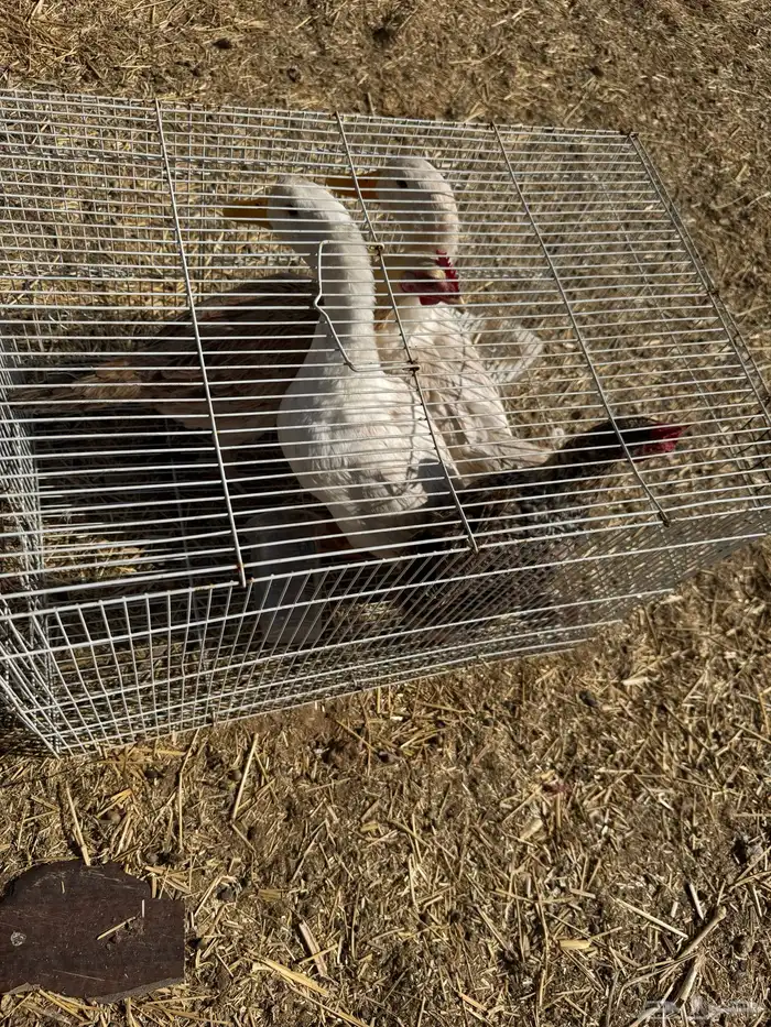 طيور 0