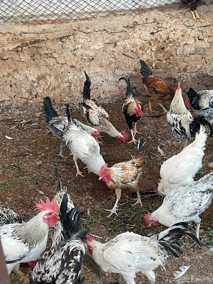 ديوك للبيع 0