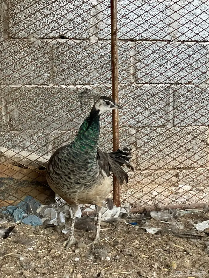 انثى طاؤوس طيور 0