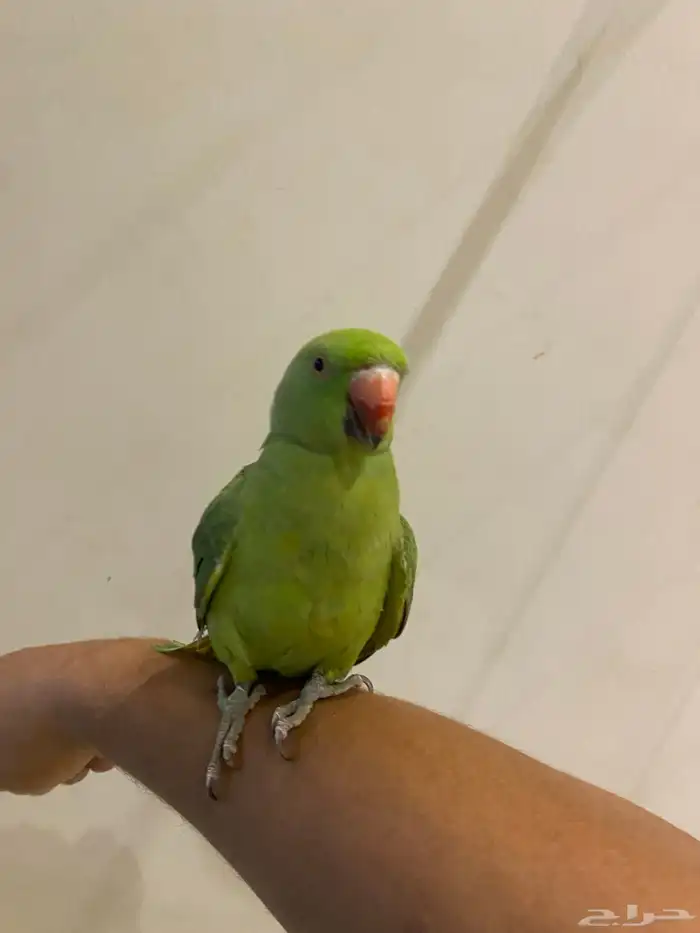 دره هندية للبيع ذكر 1