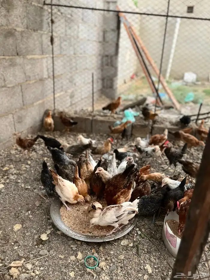 دجاج 2