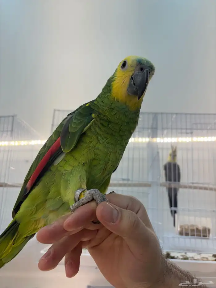 امزوني. بلو فرنتد حجل 23 محلي متكلم عل يد 1