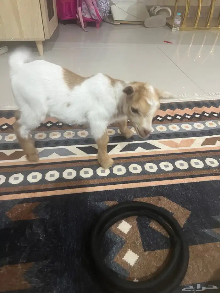تيس قزمي لعوب 5