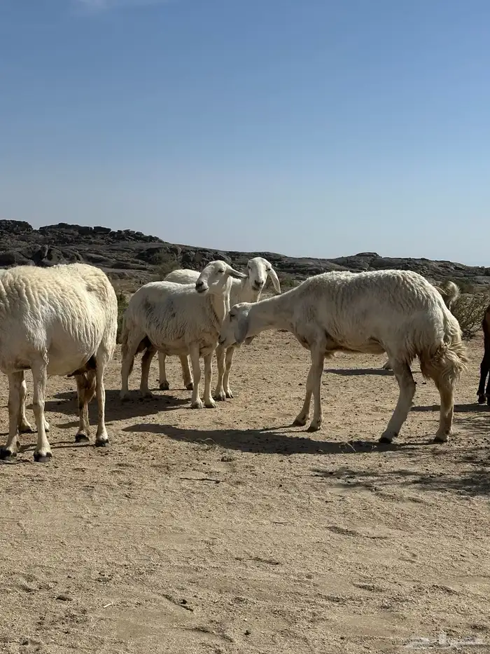 غنم مقاني من غنم شهران 3