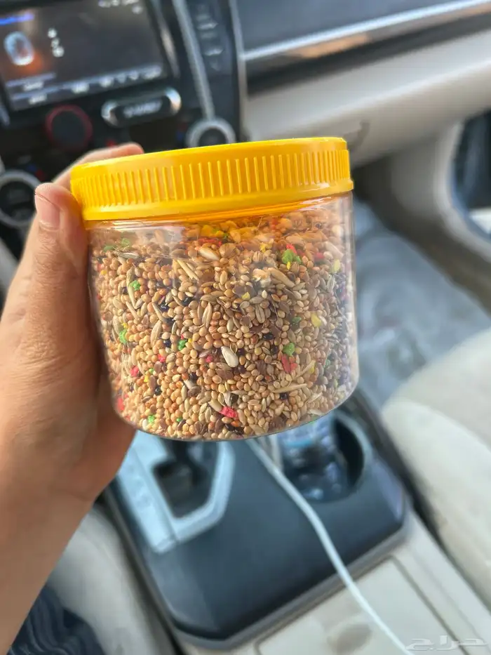 بادجي 1