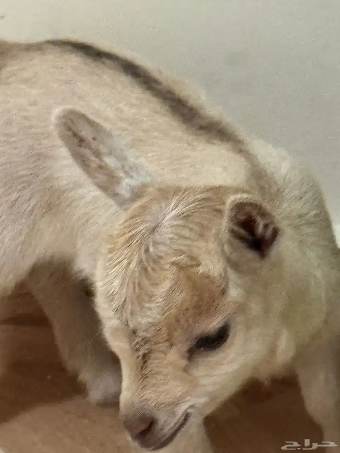 ماعز قزم جفره انثى امريكي تشيكي 0