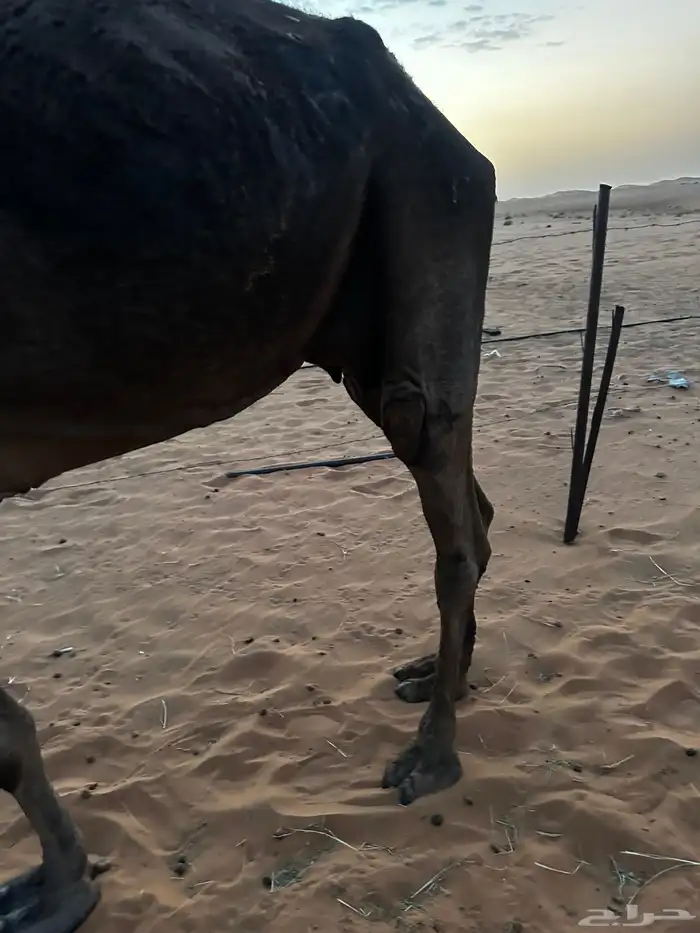 حايل للبيع 1