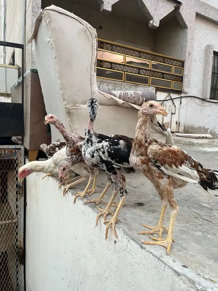 فروخ باكستاني سندي 1