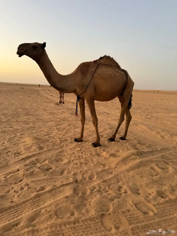 ضريبه 0