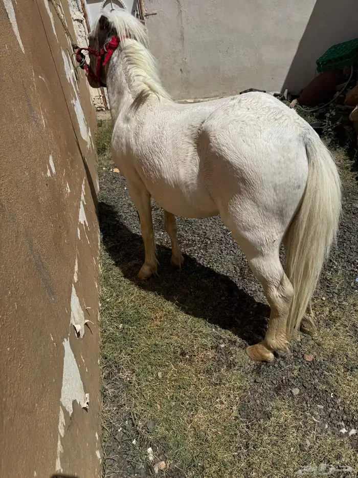 بوني 2