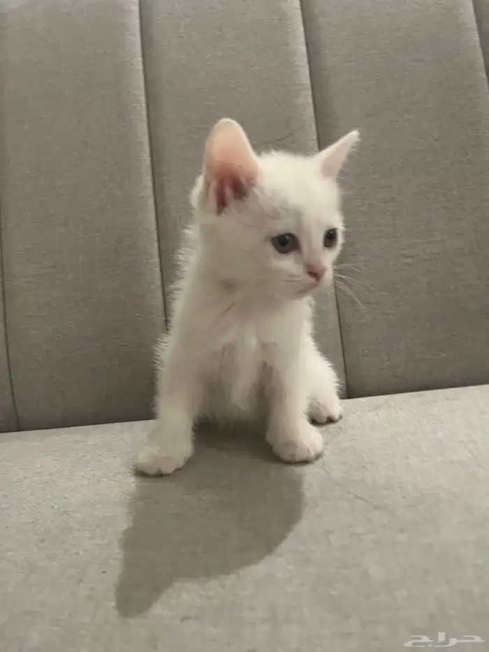 قطط للبيع 5