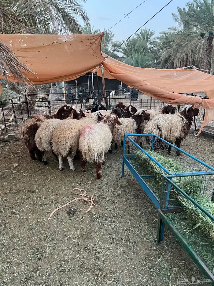 ذبايح جذعان نعيم طيبه 2