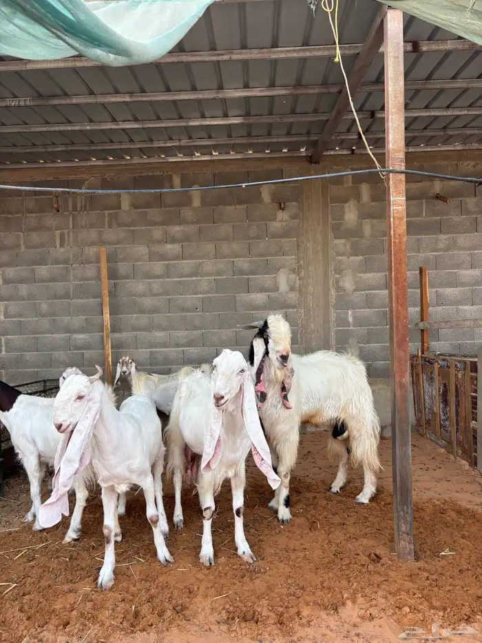 فحل مطور صنف خصم حار و مشروط و معها إنتاجه مشاريع صنف 6