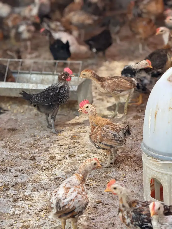 صوص دجاج بلدي تم البيع 3